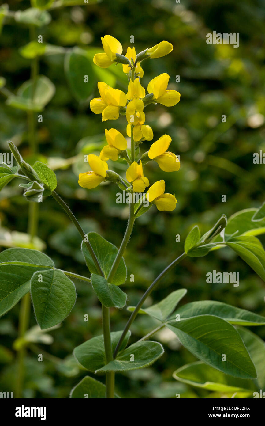 Thermopsis lupinoides, from Kamchatka Stock Photo
