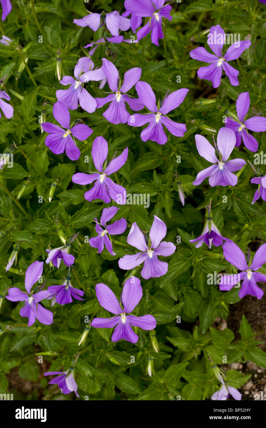 Horned Pansy, Viola cornuta en masse, in the Pyrenees. Stock Photo