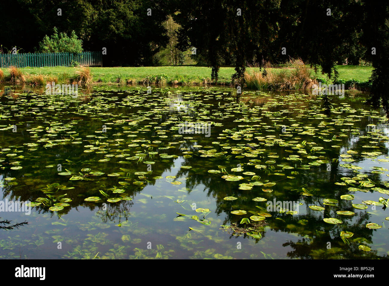 UK, England, Cheshire, Stockport, Marple Bridge, Brabyn's Park lily pond Stock Photo