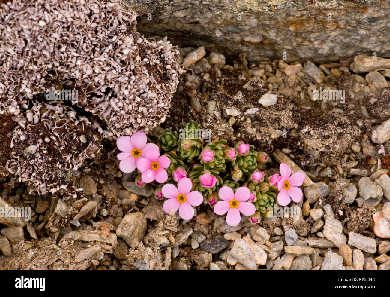 Alpine rock-jasmine or Alpine Androsace, at 3000m in the Swiss Alps. Stock Photo