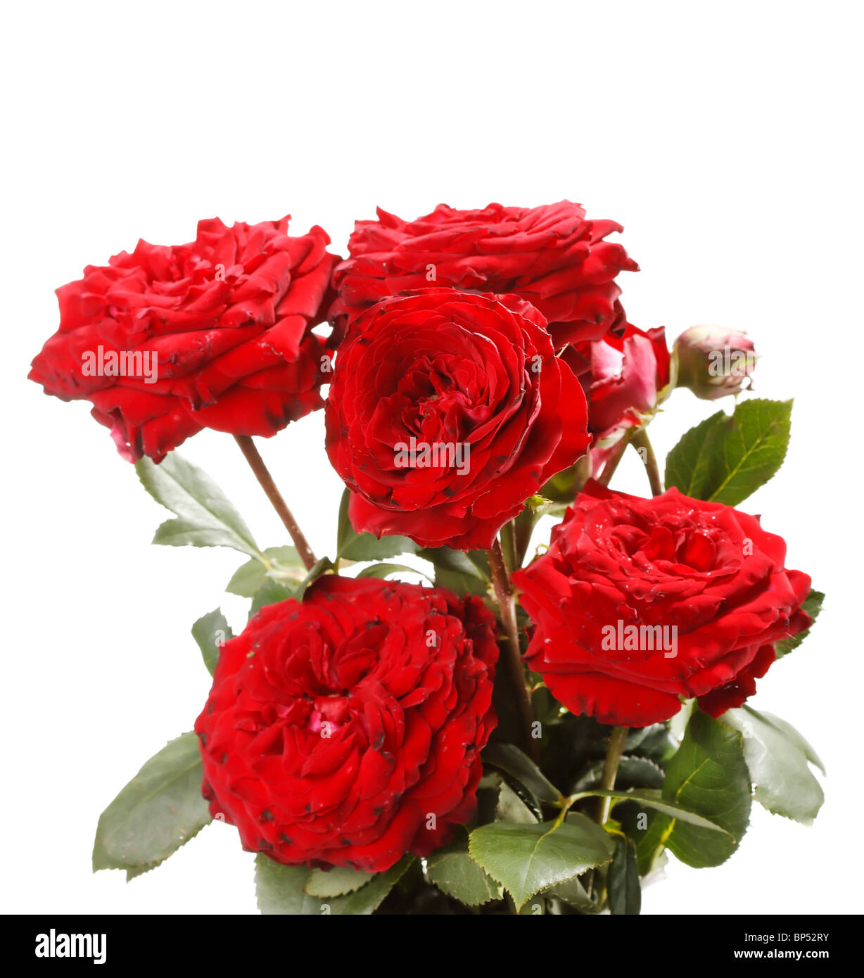 Bunch of beautiful roses Stock Photo - Alamy