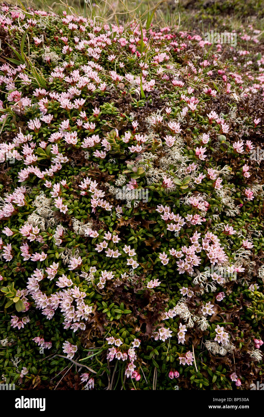 Creeping Azalea or Trailing Azalea, Loiseleuria procumbens in very flowery mats, on the Albula Pass, Switzerland. Stock Photo