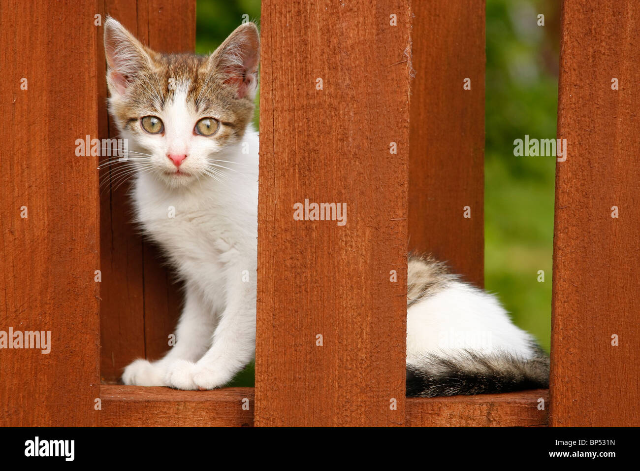 kitten on the wooden fence Stock Photo - Alamy