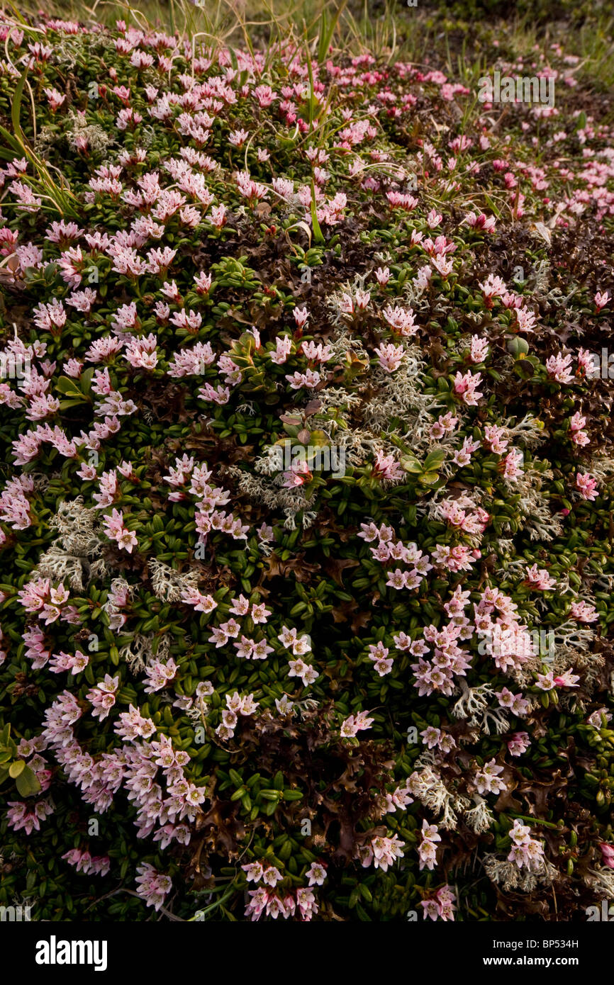 Creeping Azalea or Trailing Azalea, Loiseleuria procumbens in very flowery mats, on the Albula Pass, Switzerland. Stock Photo