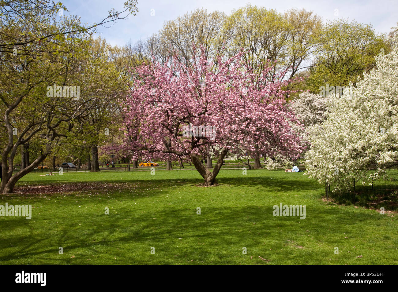 Springtime on  the East Green, Central Park, NYC Stock Photo