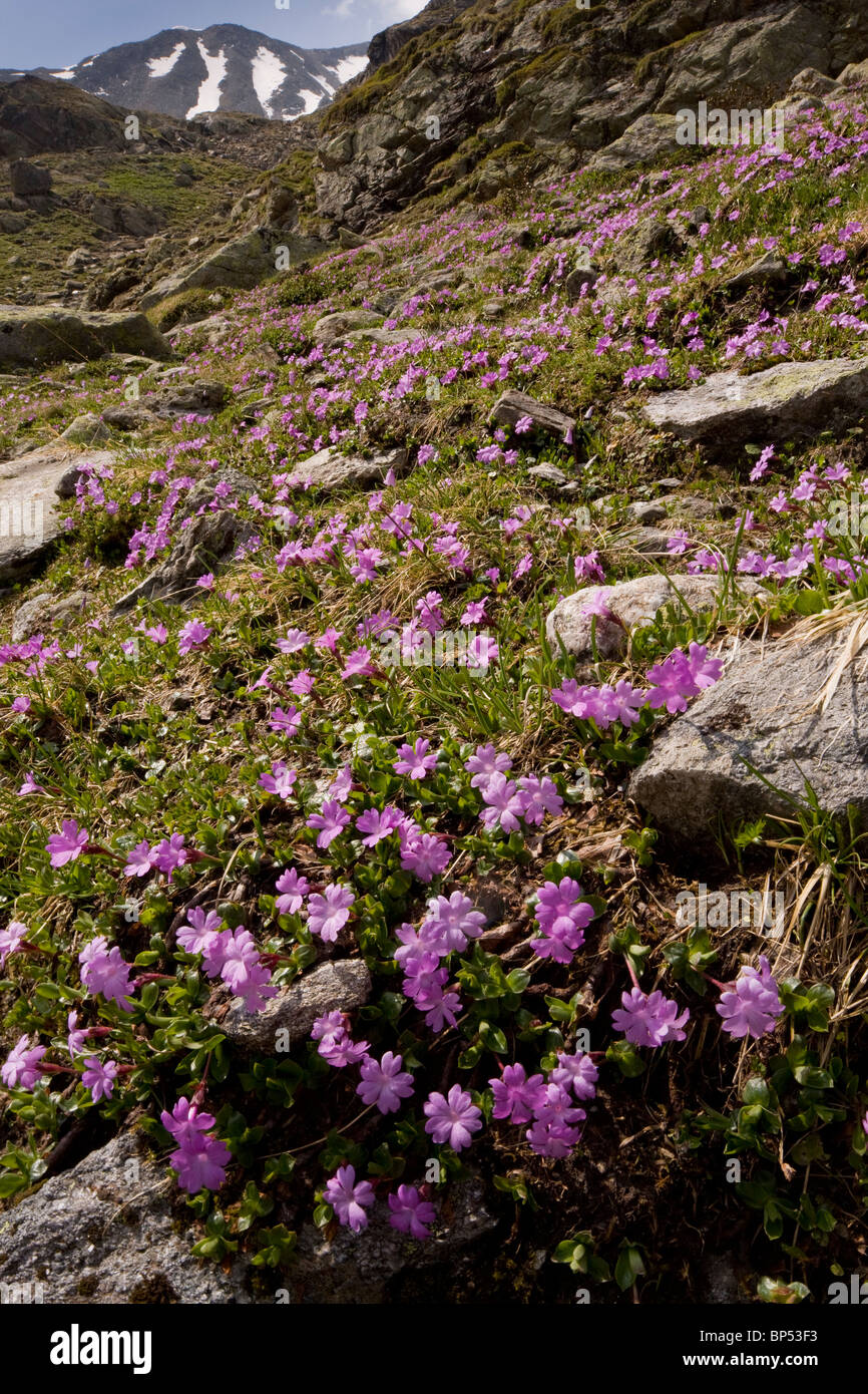 Entire-leaved primula, Primula integrifolia in masses on the Fluella Pass, east Swiss Alps. Stock Photo