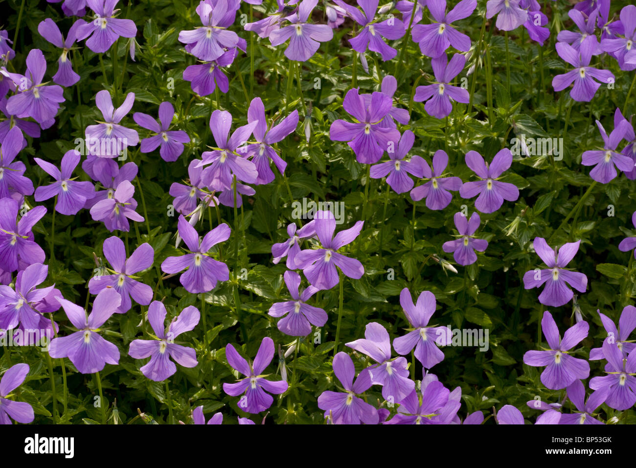 Horned Pansy, Viola cornuta en masse, in the Pyrenees. Stock Photo