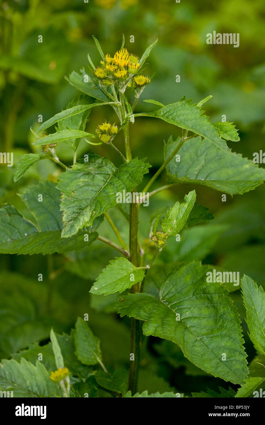 Senecio cordatus hi-res stock photography and images - Alamy