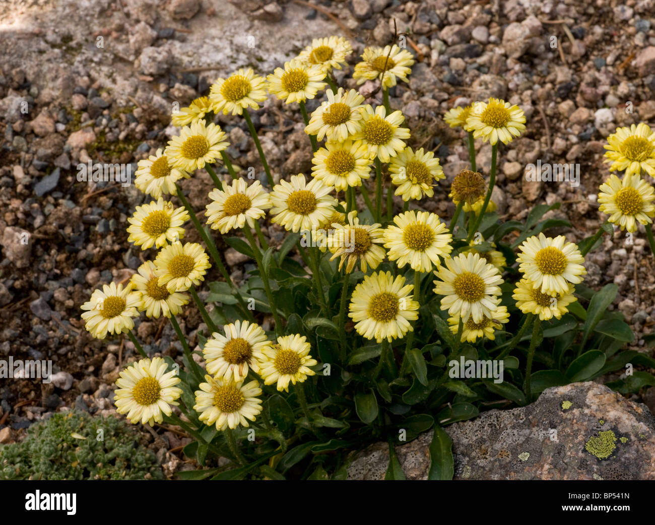 Yellow Alpine Fleabane, Erigeron aureus, North-west USA Stock Photo
