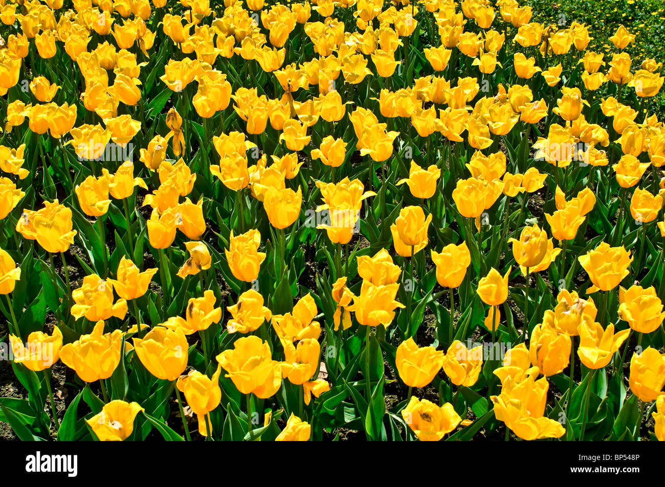 Field with yellow tulipsTulipa gesneriana Stock Photo
