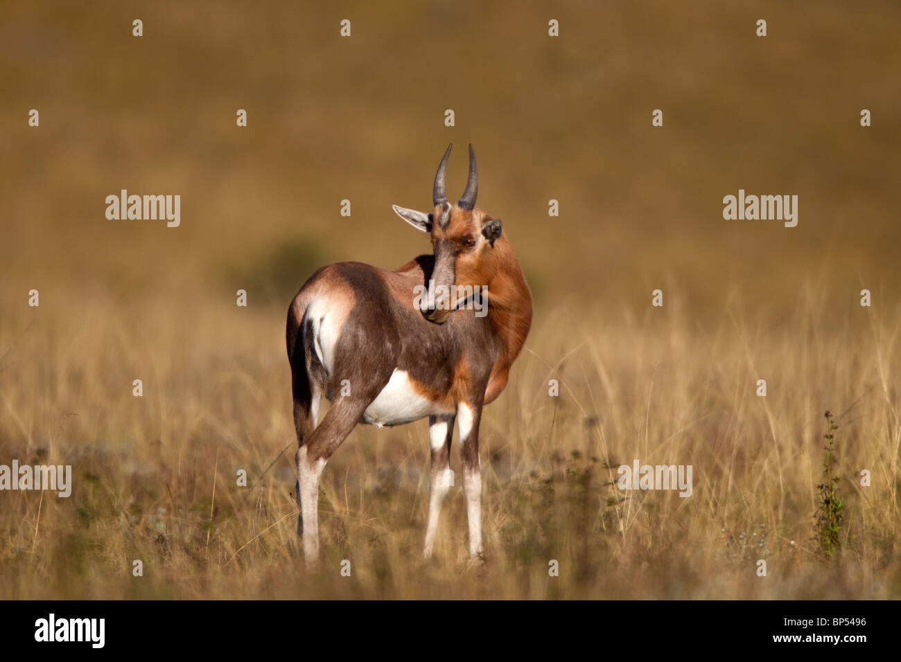 Male Blesbok Baby Portrait, Malolotje, Swaziland Stock Photo