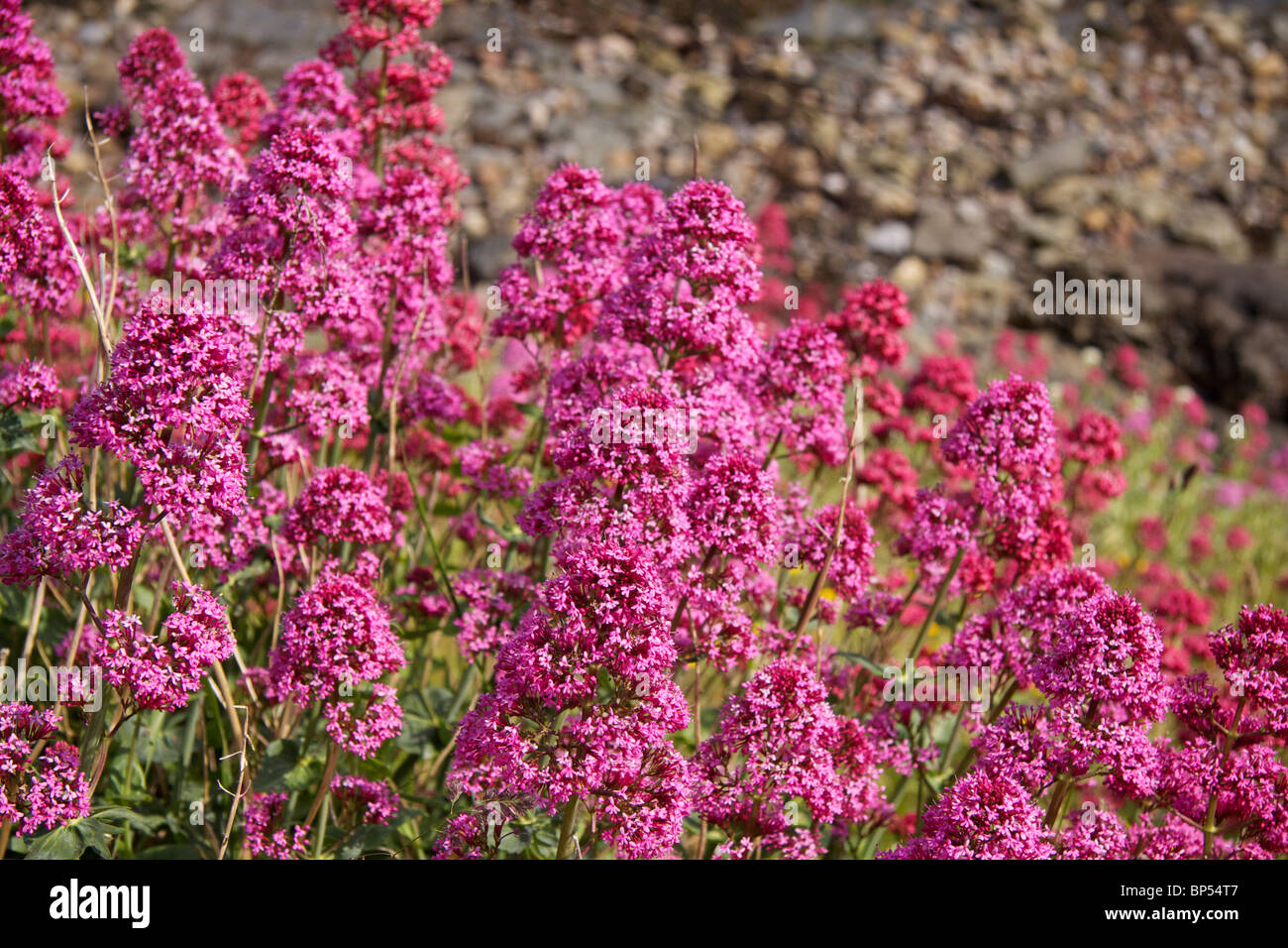 Valerian (Valeriana officinalis, Valerianaceae) growing on Lindisfarne (Holy Island) Stock Photo
