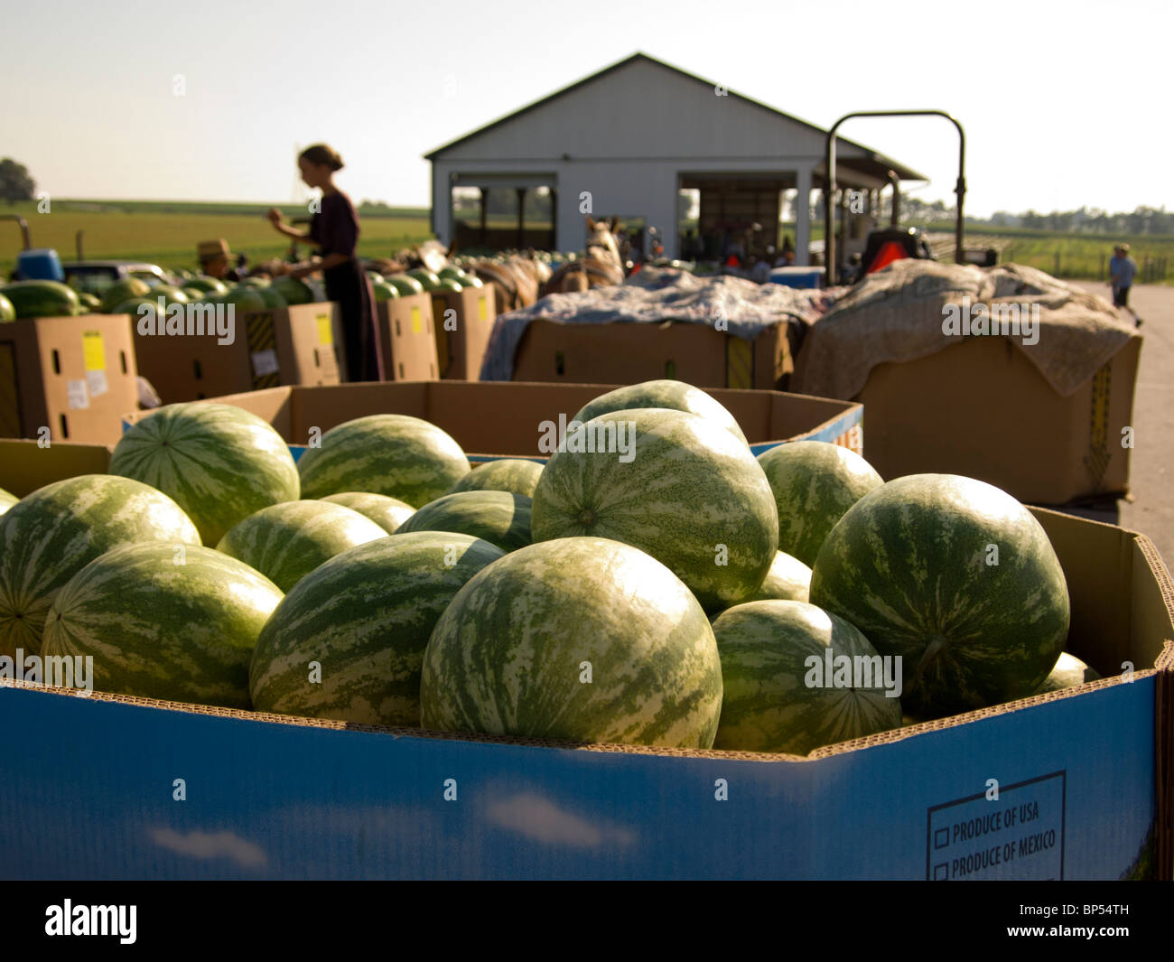 watermelon at a produce auction Stock Photo