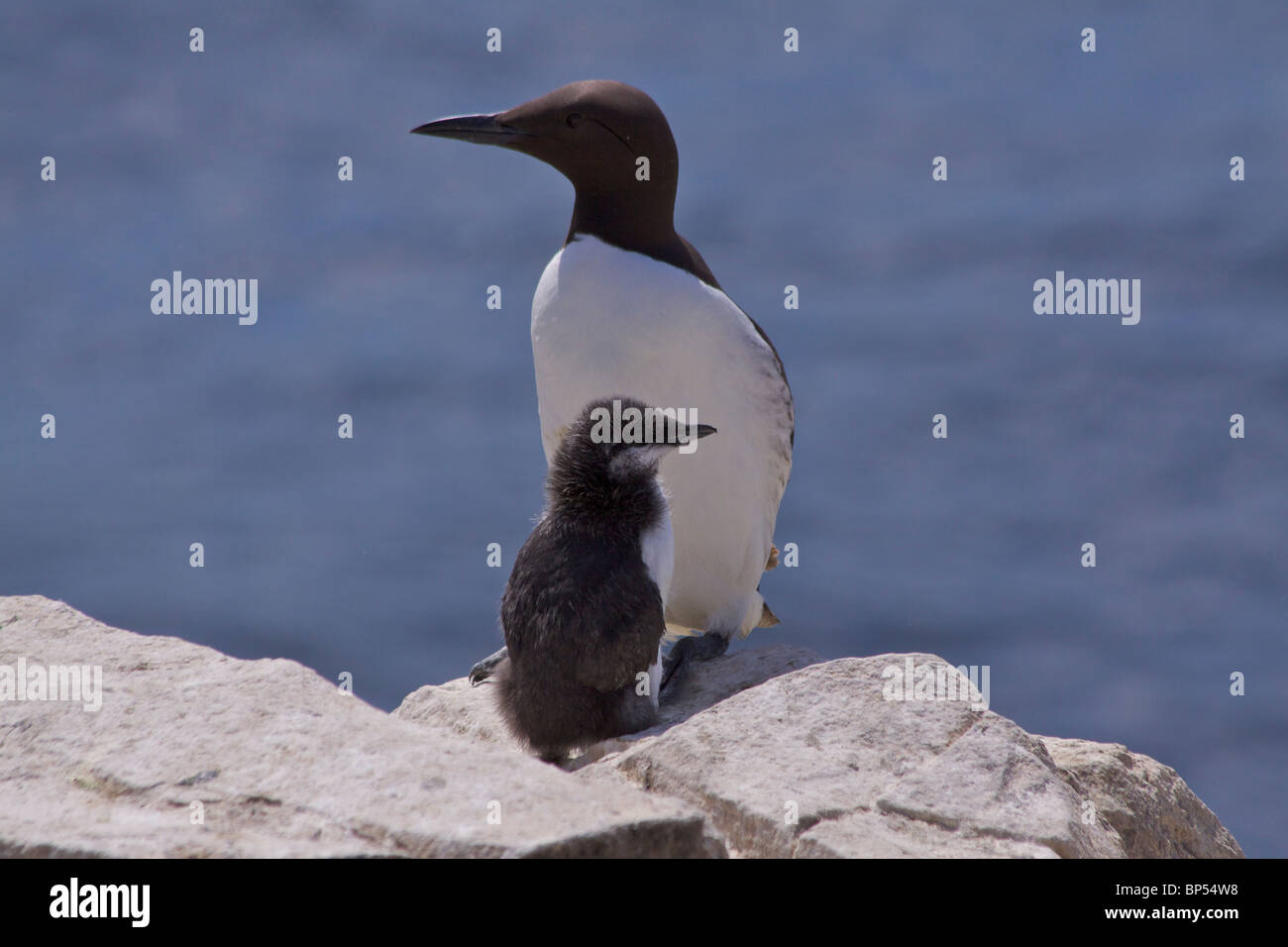 A Guillemot (Uria aalge)(Alcidae) with a single chick on the cliffs of Staple Island during the Summer in the Farne Islands Stock Photo