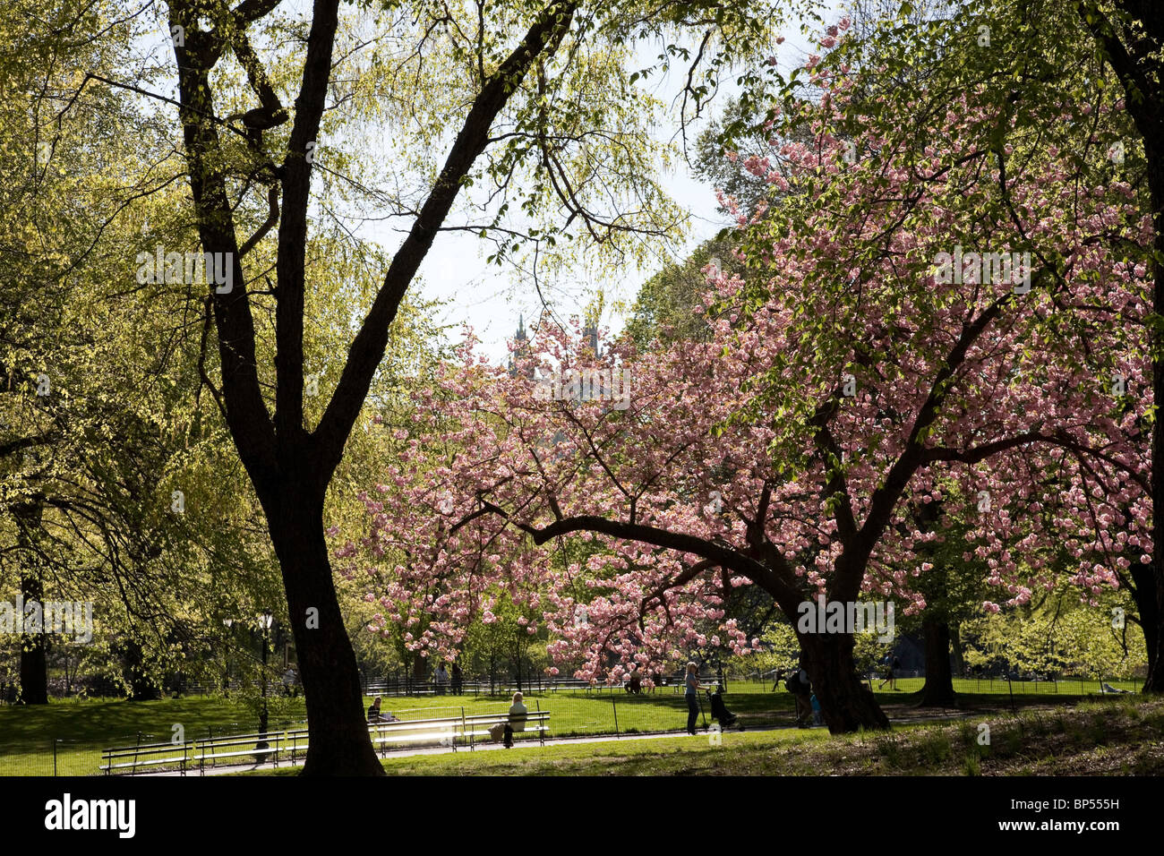 Springtime in Central Park, NYC Stock Photo