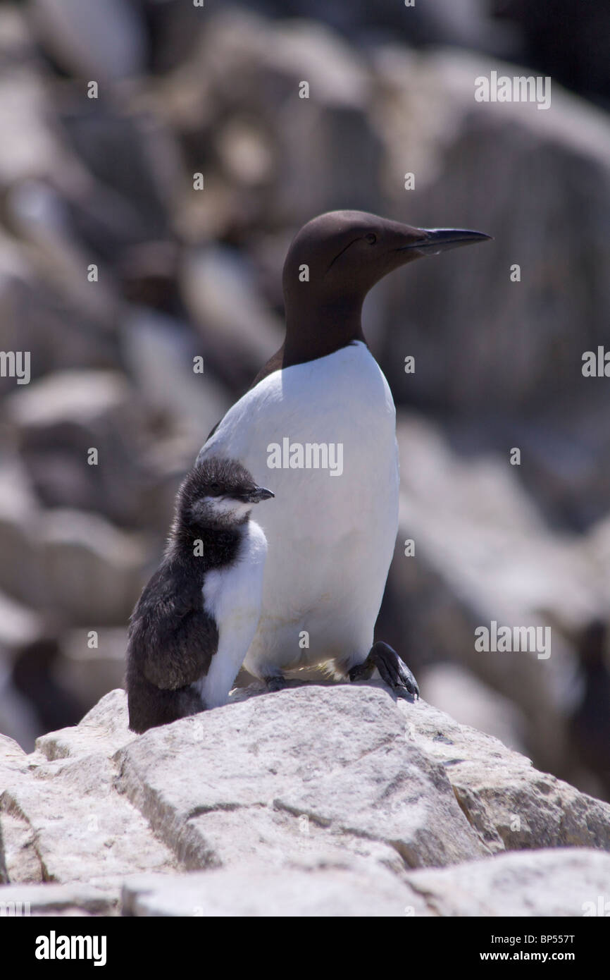 A Guillemot (Uria aalge)(Alcidae) with a single chick on the cliffs of Staple Island during the Summer in the Farne Islands Stock Photo