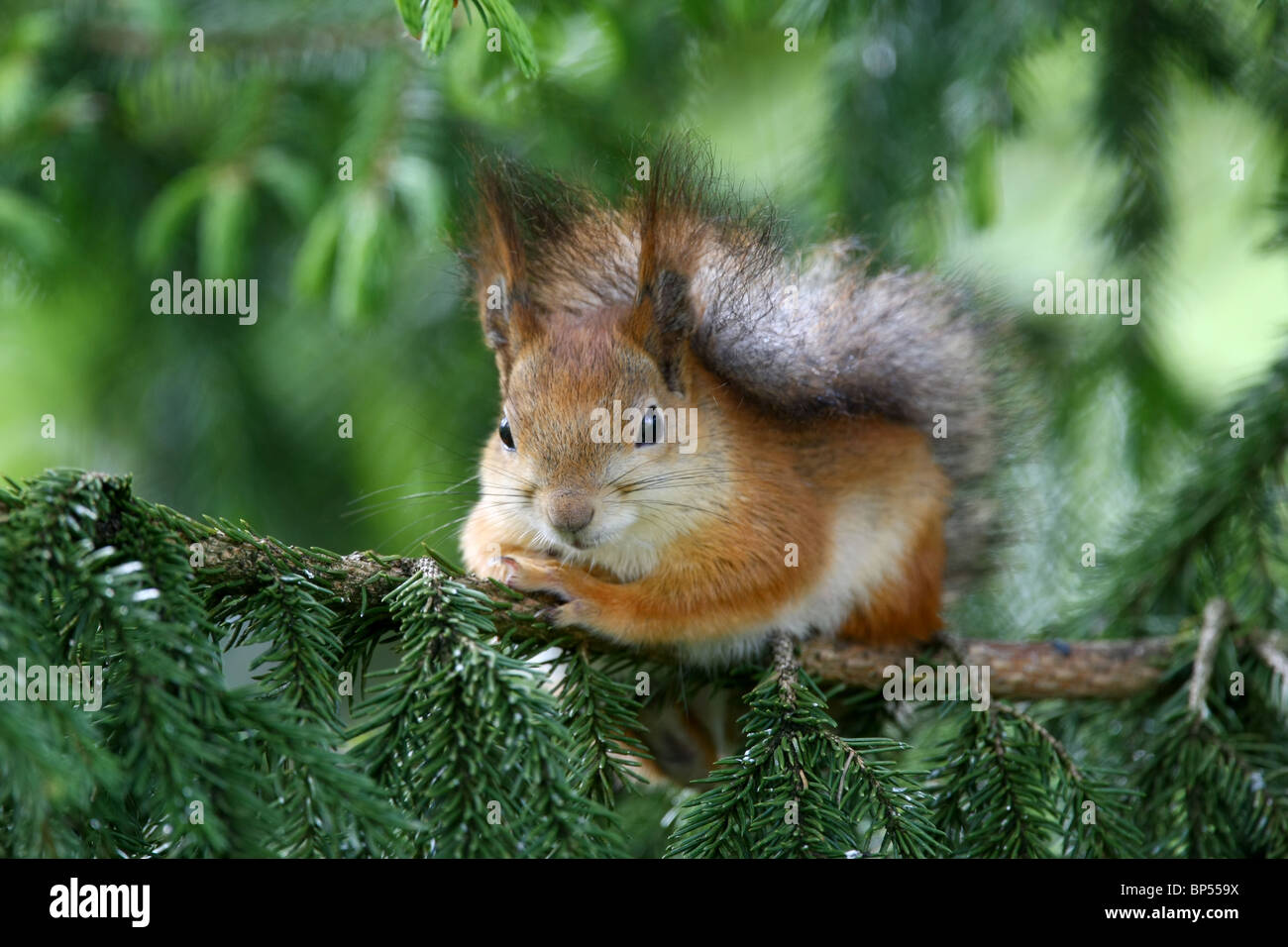 Wie squirle ich