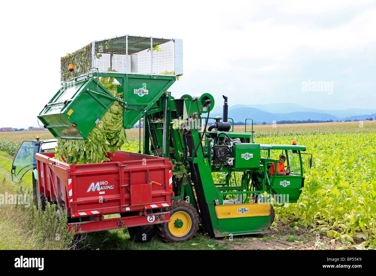 Cultivation of tobacco plants hi-res stock photography and images