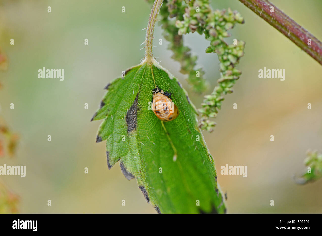 Pupa of Harlequin ladybird (Harmonia axyridis succinea)  on Common Stinging Nettle, Urtica dioica. Stock Photo