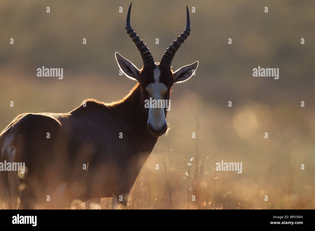 Male Blesbok Portrait, Malolotje, Swaziland Stock Photo