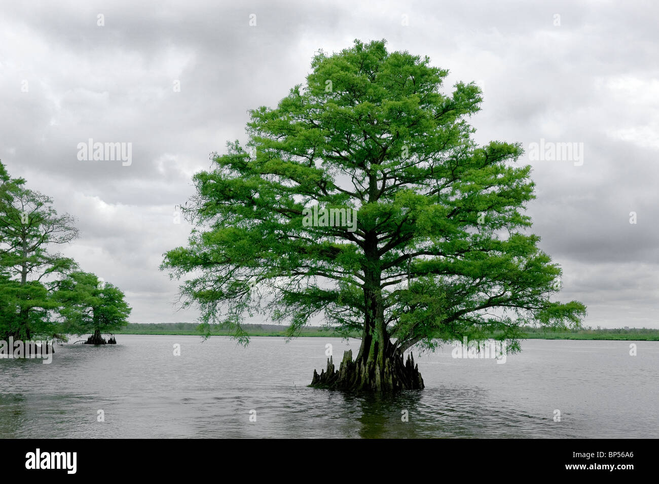 bald cypress trees in the Mobile Delta area surrounding Mobile Bay along the Gulf coastal area of Mobile Alabama Stock Photo