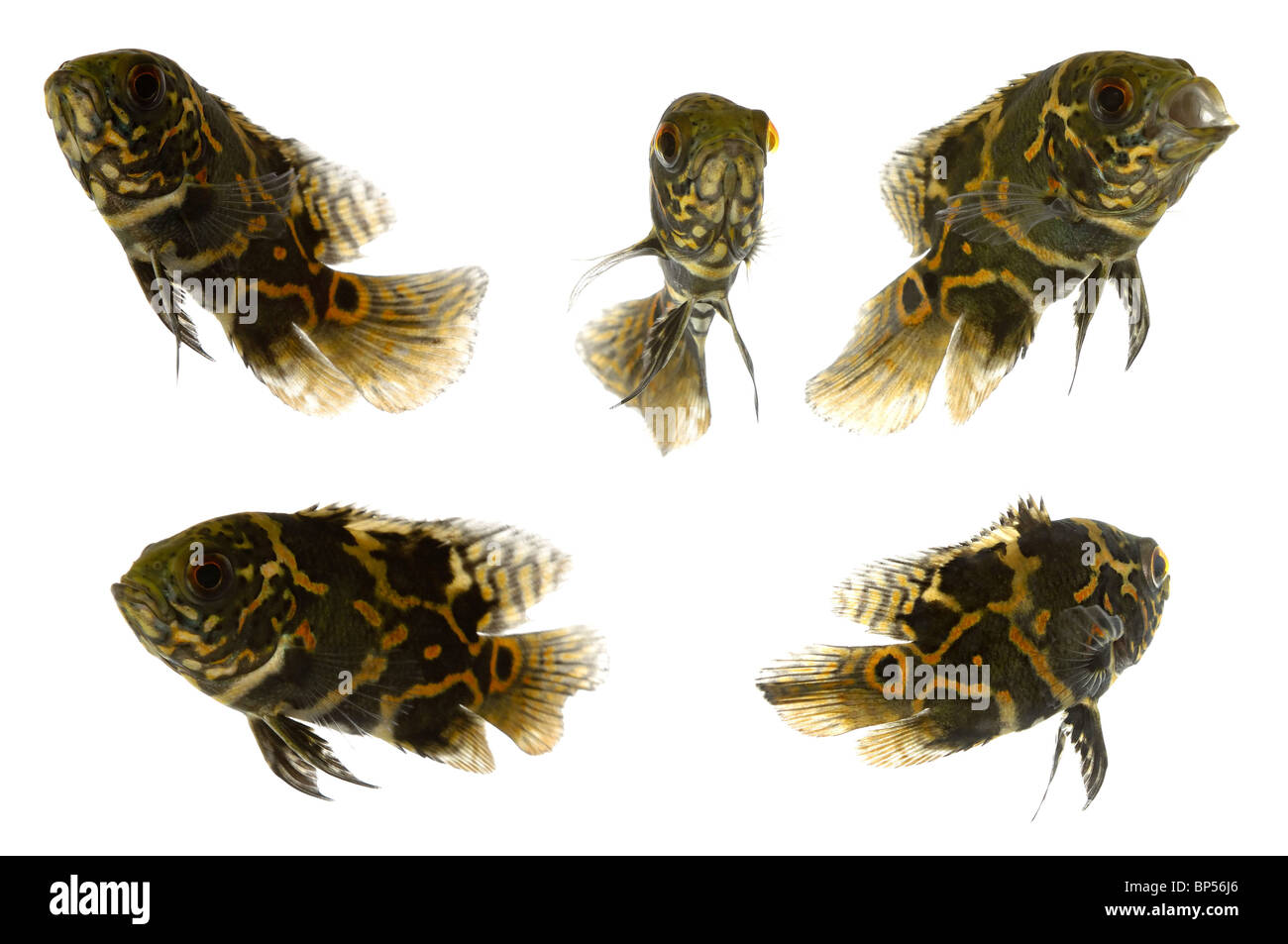 Five tiger oscar fish. Isolated on a clean white background. Stock Photo