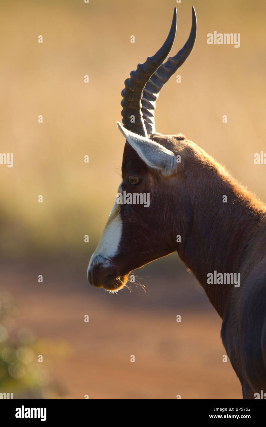 male blesbok portrait malolotje swaziland BP5762