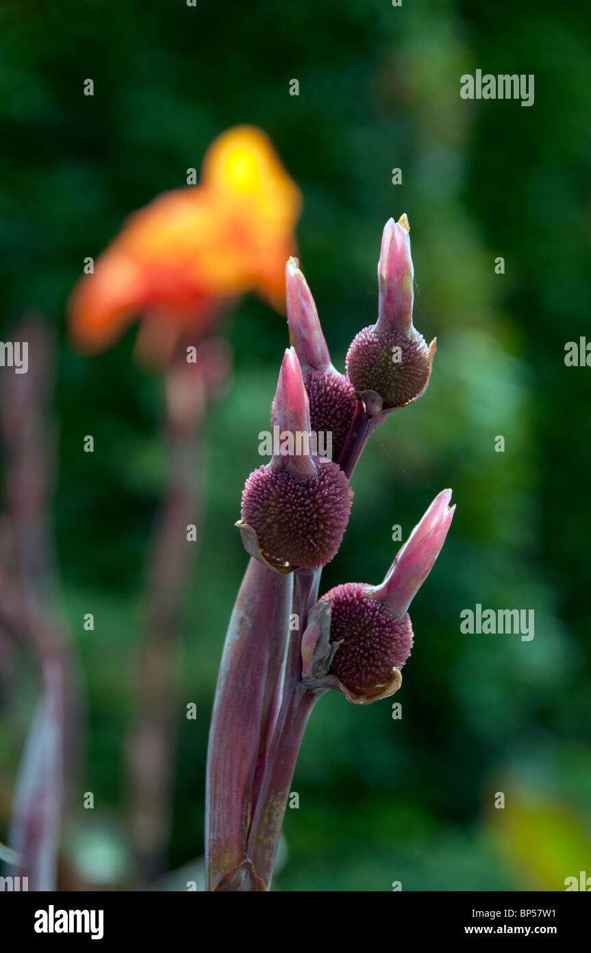 Canna Lily Buds And Bloom Stock Photo Alamy