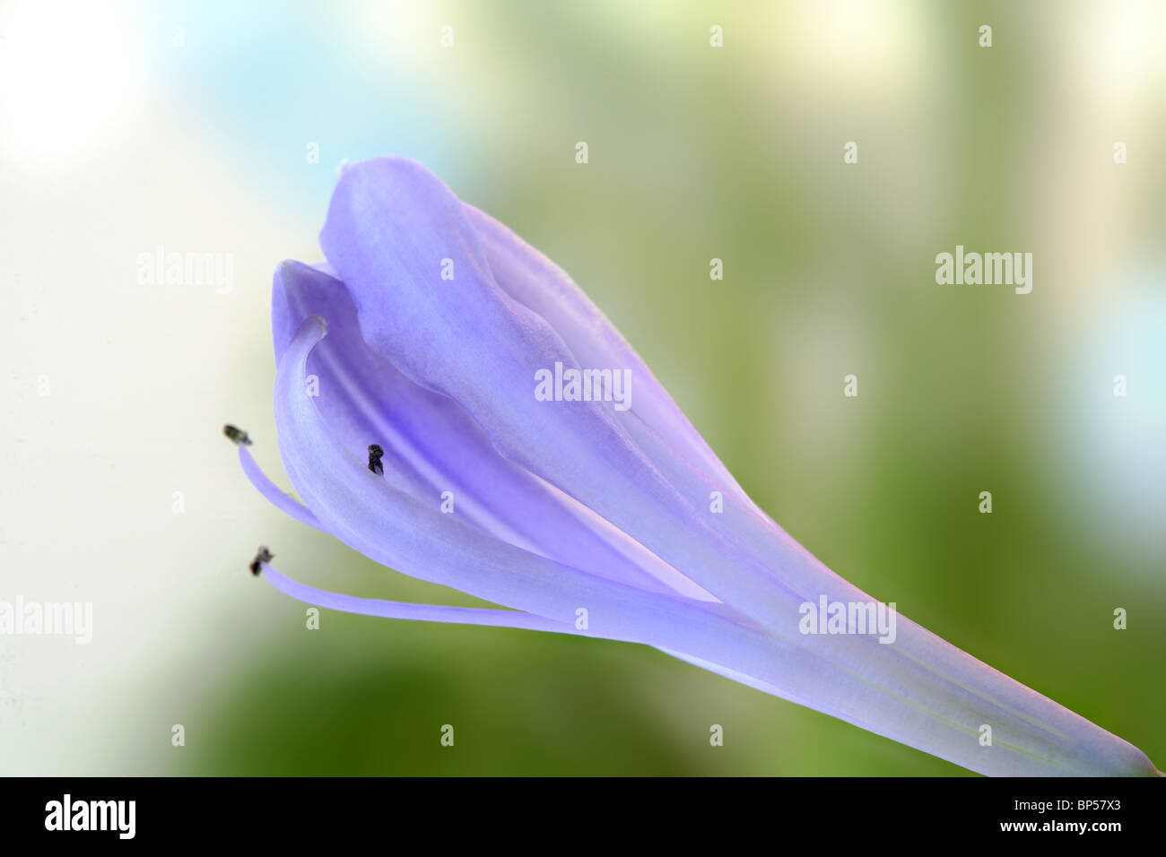 Soft focus macro flower hi-res stock photography and images - Alamy