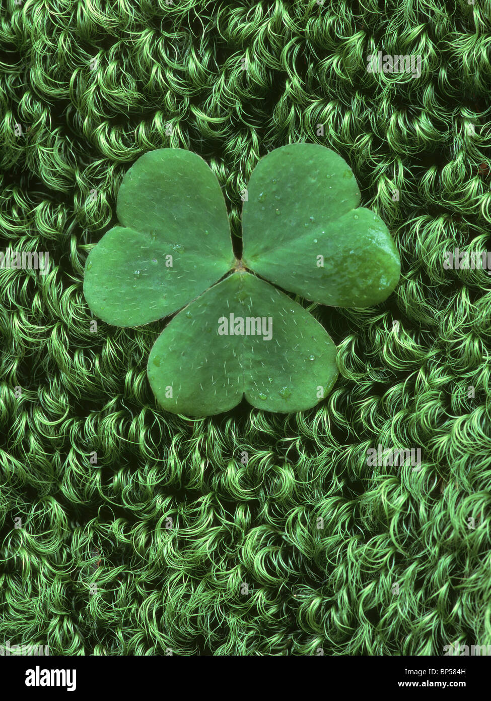 Natural symmetry Stock Photo