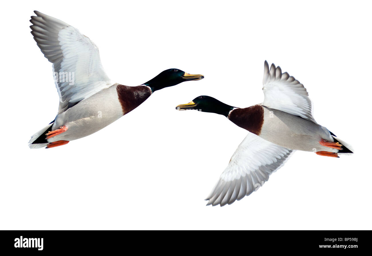 The Mallard (Anas platyrhynchos) in front of white background, isolated. Bird in fly. Stock Photo