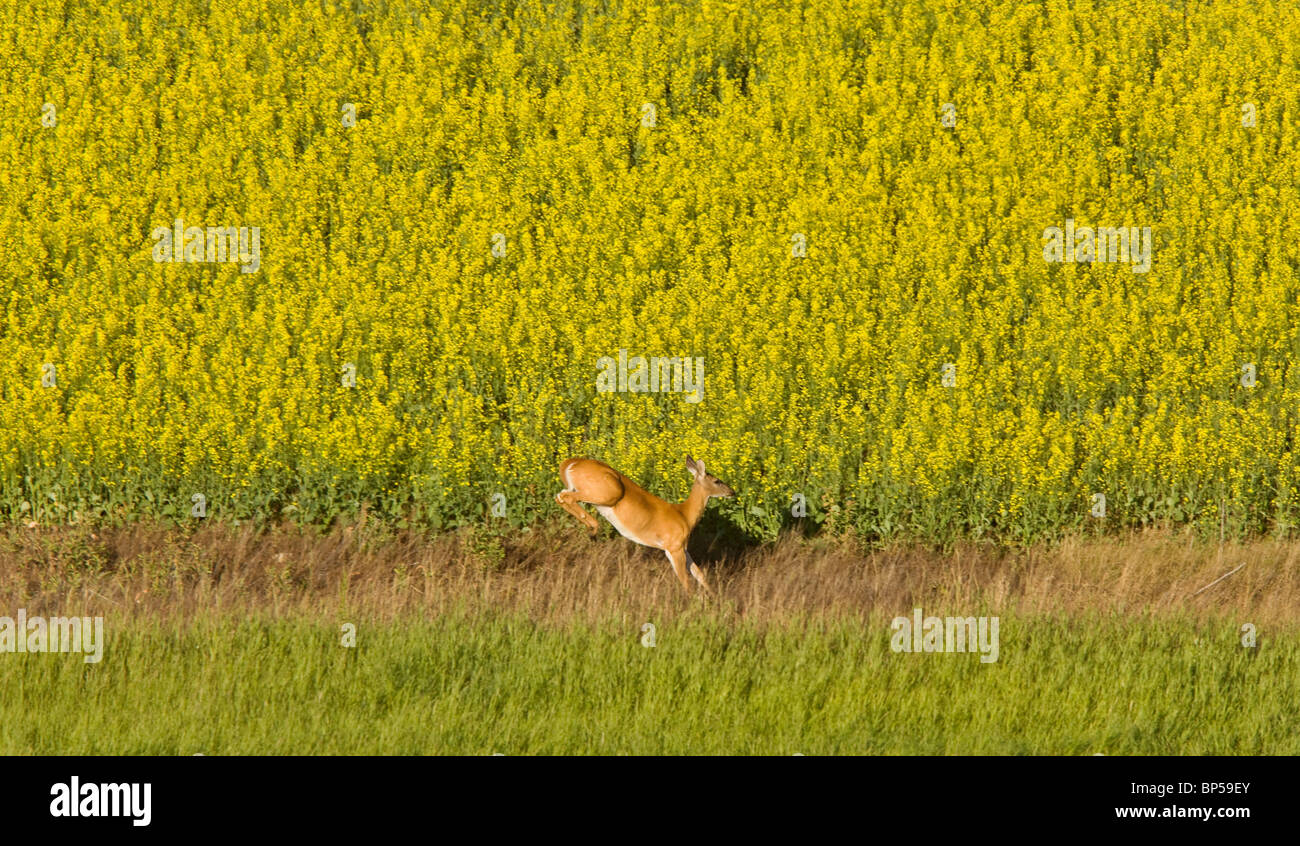 Deer running in canola mustard field Canada Stock Photo Alamy