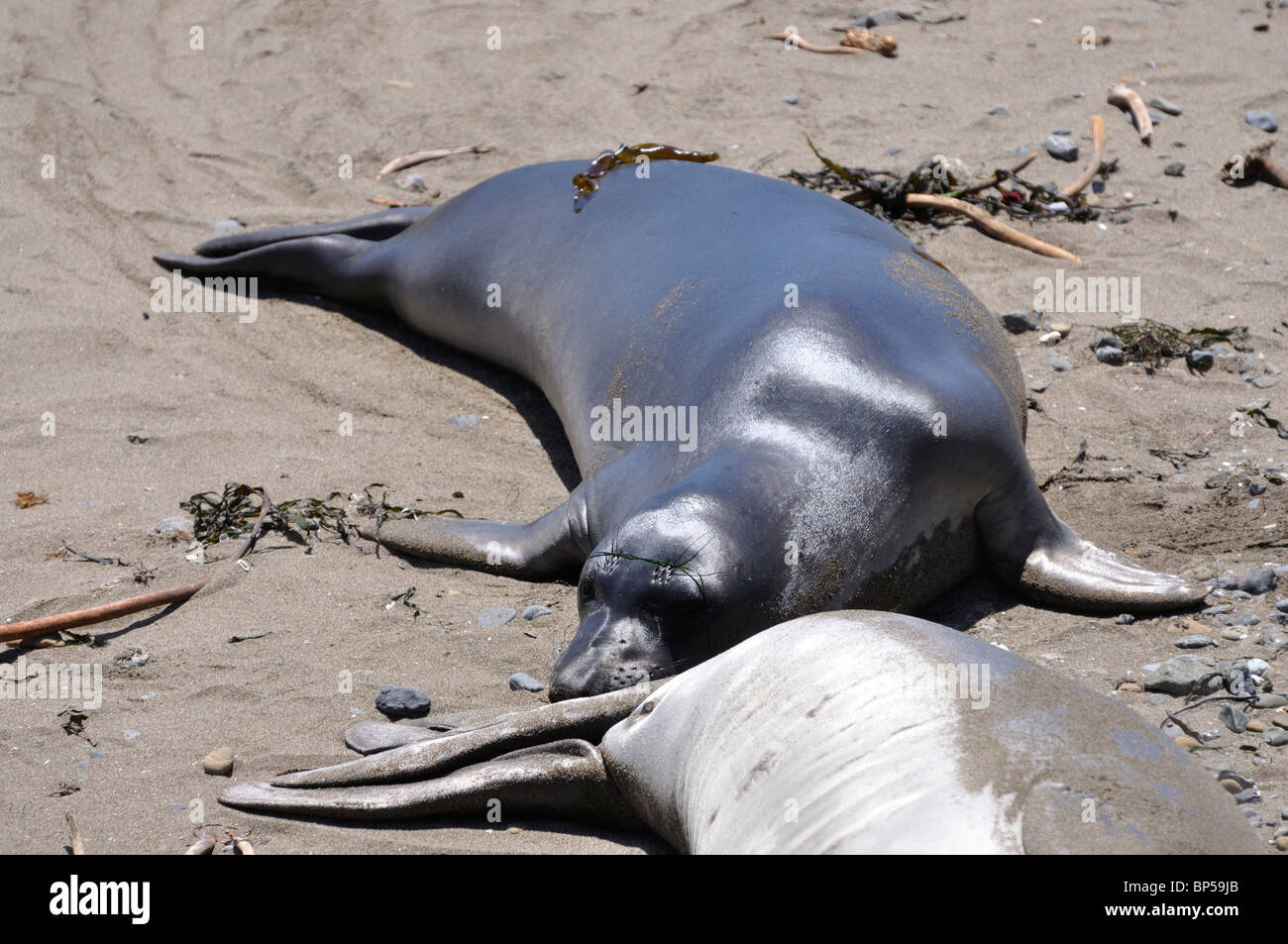 Elephant seals colony during molting period, Piedras Blancas beach ...