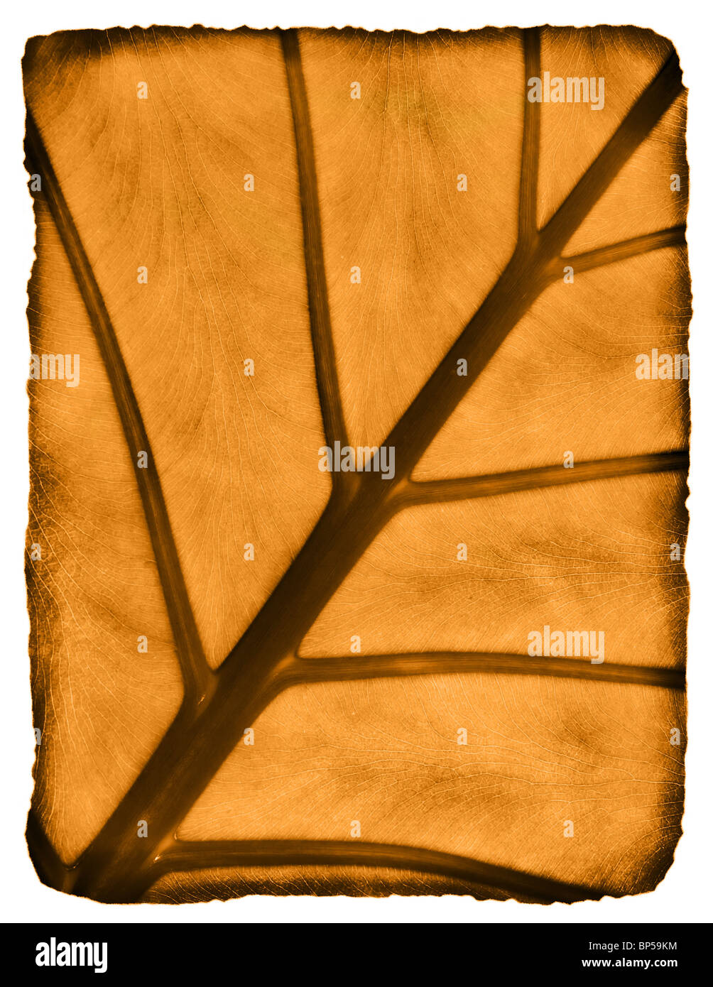 Burnt Dry Leaf On A Letter Size Paper Stock Photo Alamy