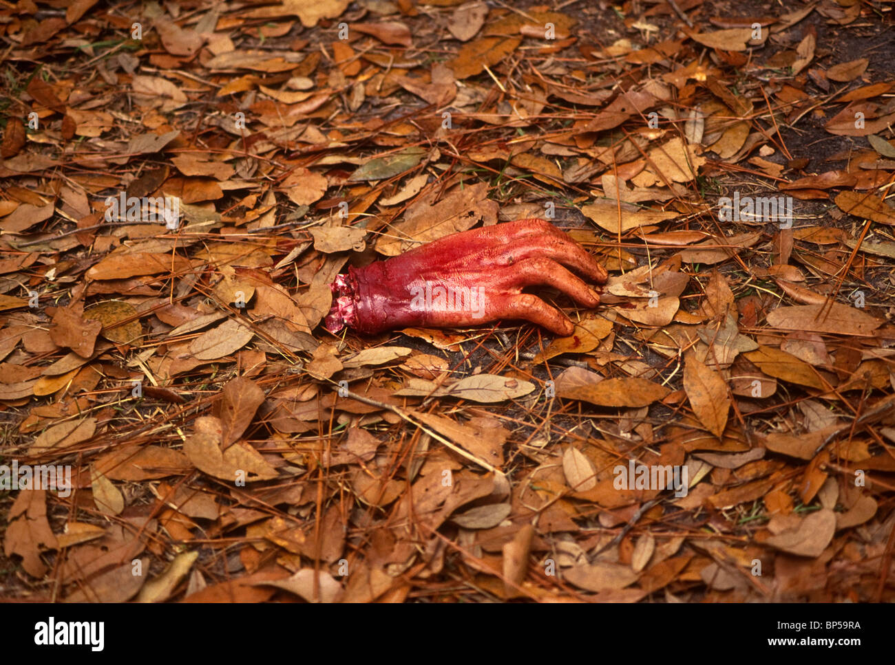 severed hand lying in leaf litter during Civil War re-enactment Stock Photo