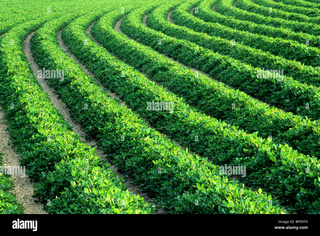 Peanut 'Arachis hypogaea' field 'Georgia Greens' Stock Photo