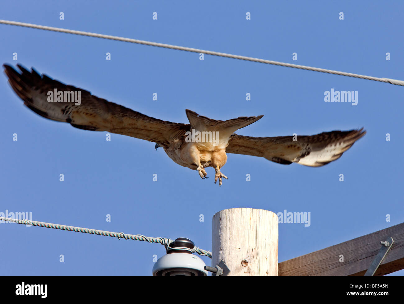 Swainson Hawk in Flight Stock Photo - Alamy