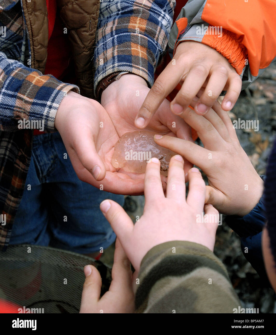Ansonia, CT USA--Young students feel Salamander Egg clusters at the Ansonia Nature Center during Nature Days. Stock Photo