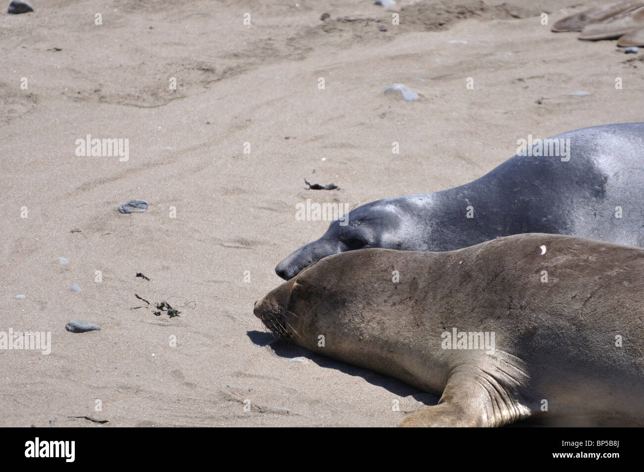 Elephant seals colony during molting period, Piedras Blancas beach ...