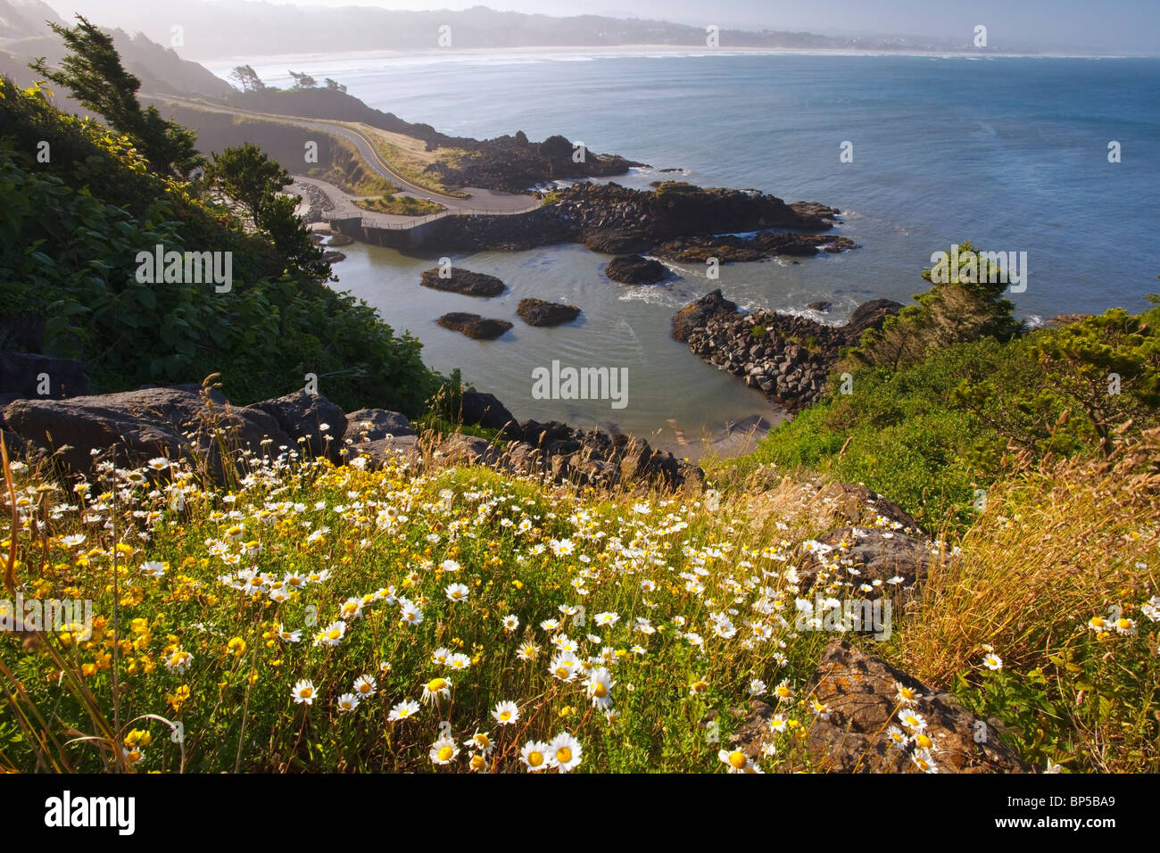 Oregon, United States Of America; Summer Flowers Along Yaquina Head On