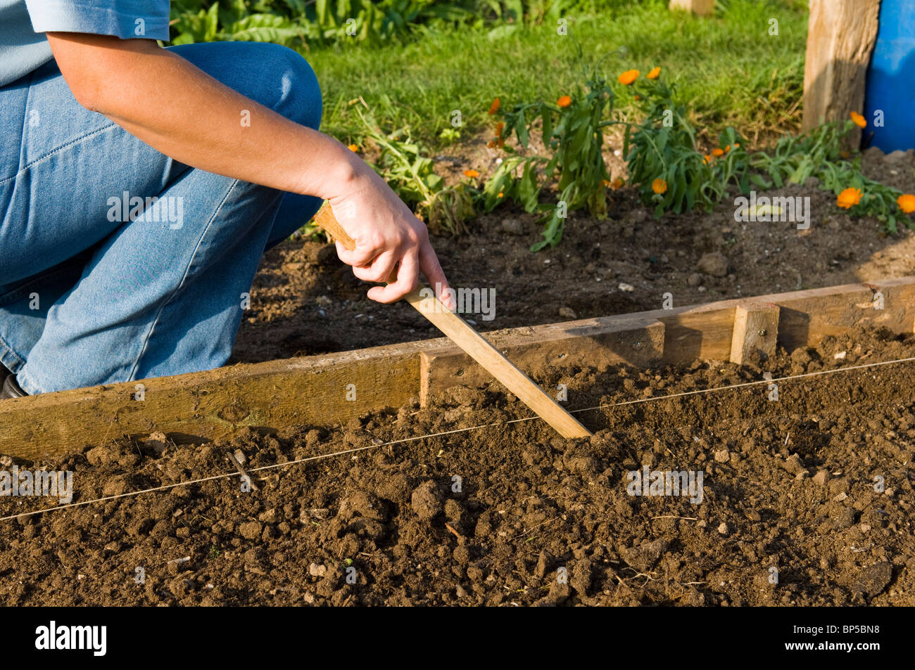 Lady gardener making a drill to plant seeds or bulbs on an allotment