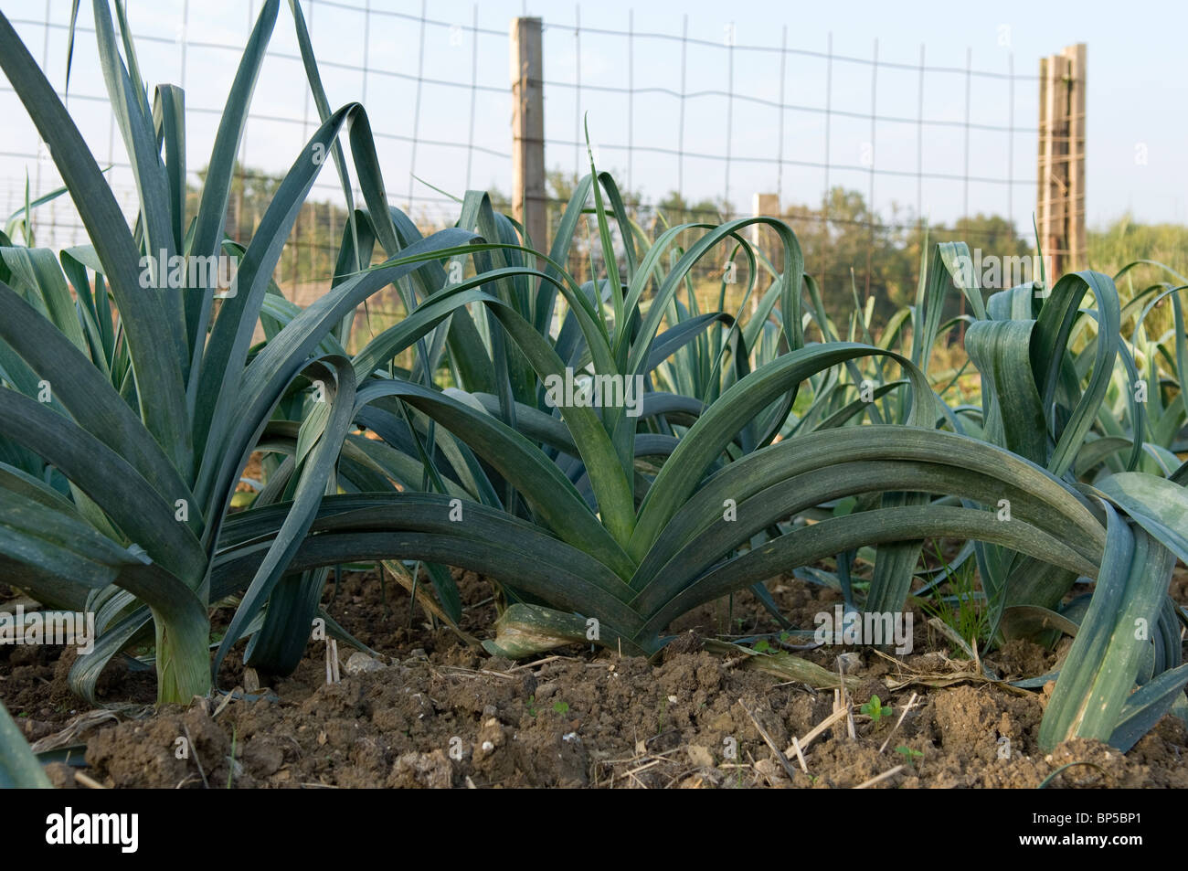 Leeks Plot Row of mature leeks (Allium ampeloprasum var. porrum) growing on an ...