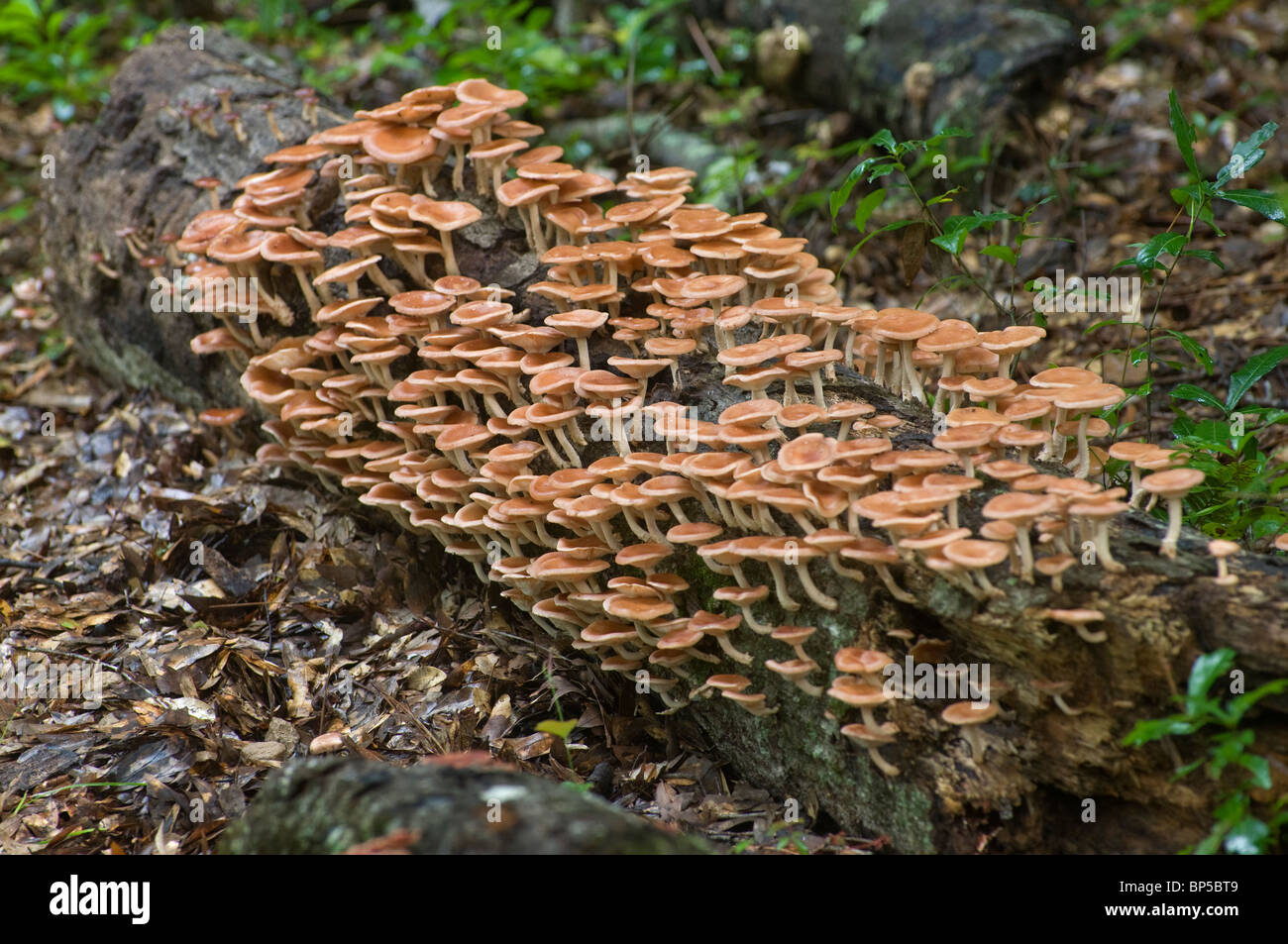honey mushrooms growing on downed tree in forest Stock Photo