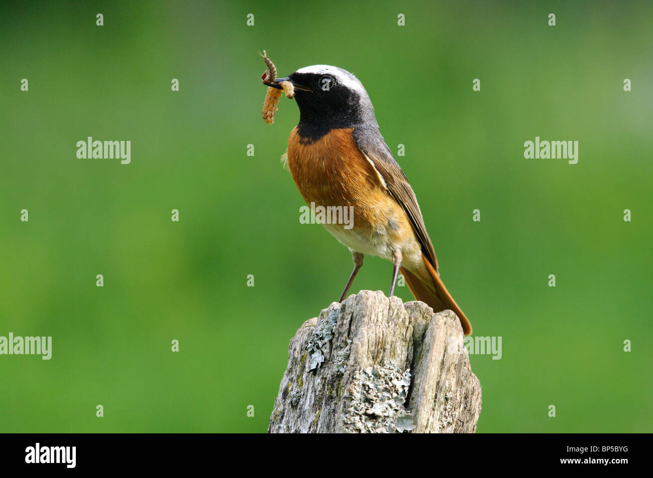 A male Redstart (Phoenicurus phoenicurus) perches briefly on its way to the nest. Stock Photo