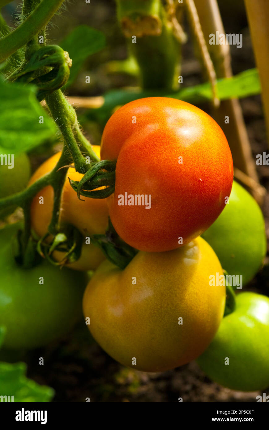 tomato plant with fruit ripening Stock Photo Alamy