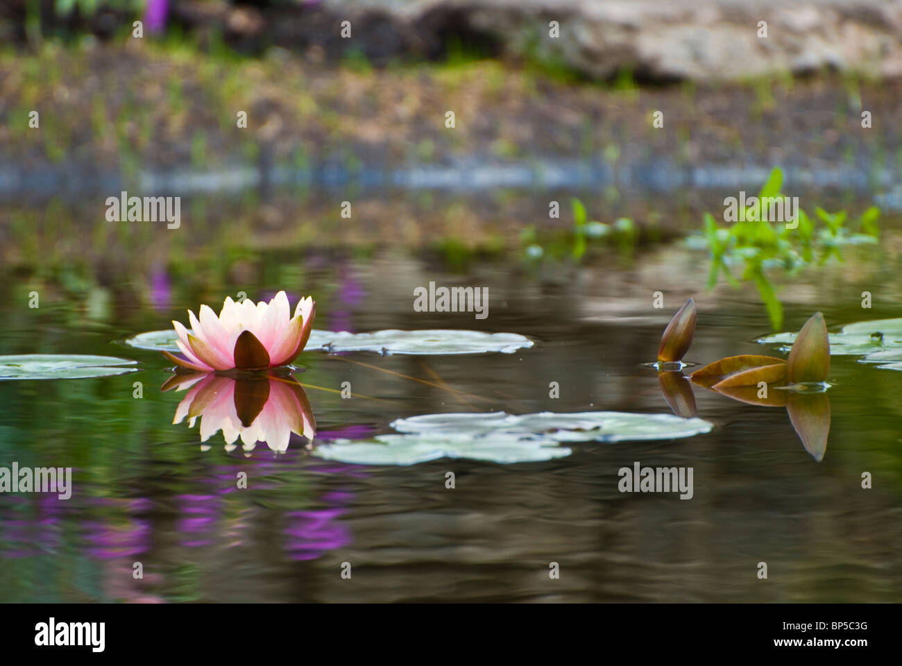 water lily in garden pond Stock Photo