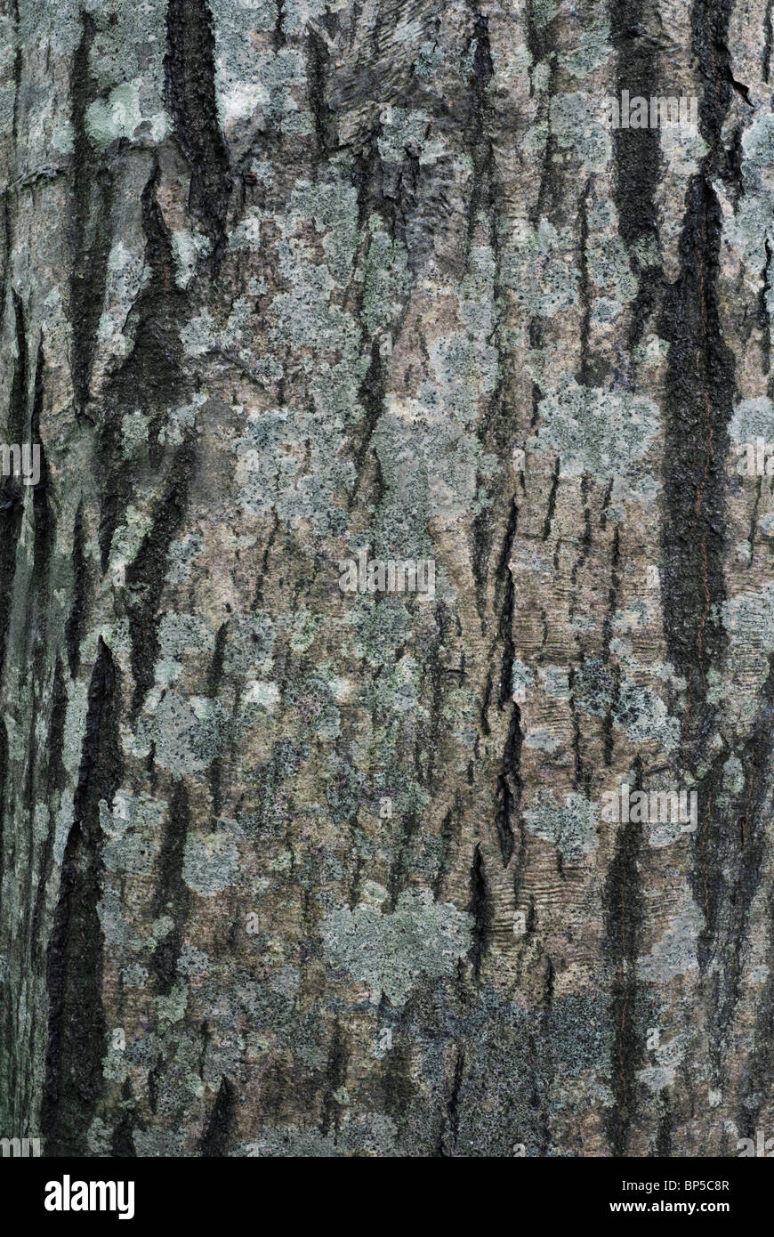 Bark of Common Hornbeam (Carpinus betulus) with lichens Stock Photo - Alamy