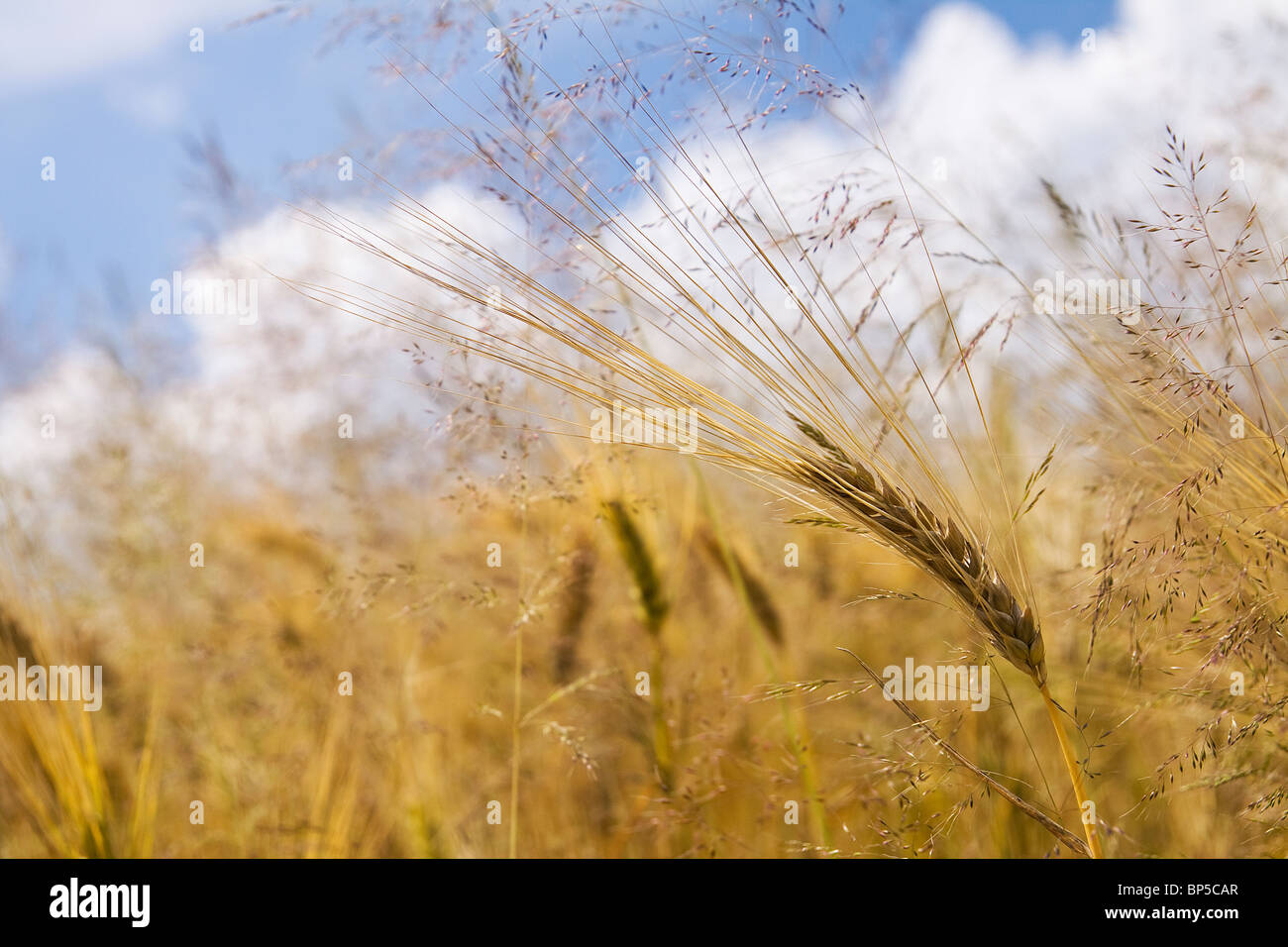 Field of wheat under the blue sky Stock Photo - Alamy