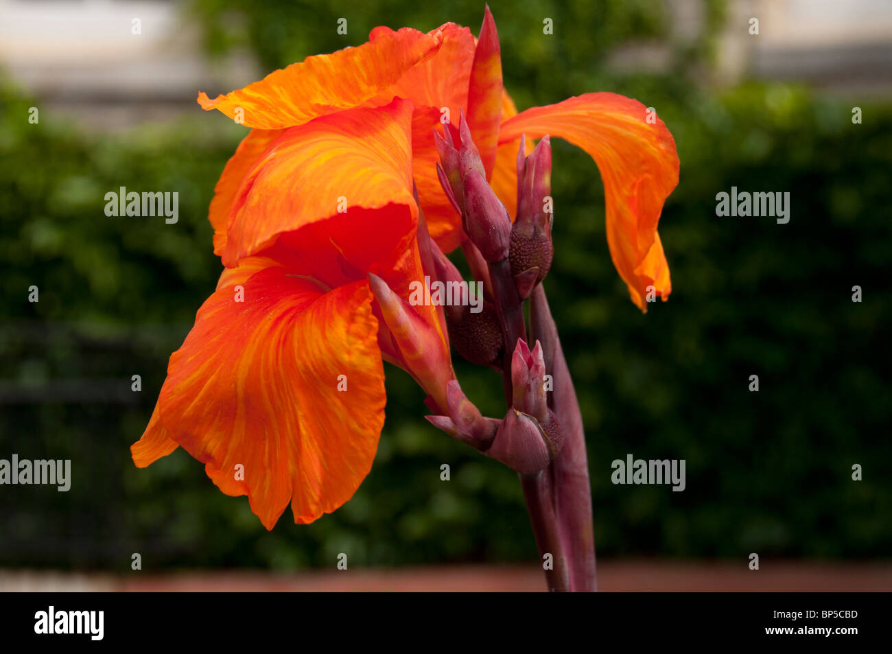 Canna Lily Buds And Bloom Stock Photo Alamy