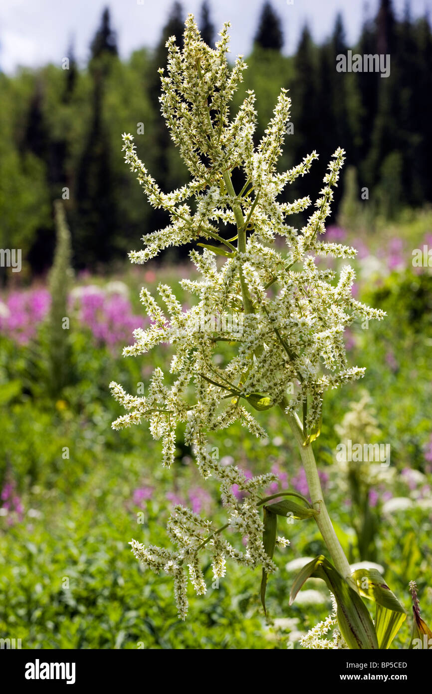 Veratrum tenuipetalum, Veratrum californicum, Corn Lily, False Hellebore, grows near Gothic Road, north of Crested Butte CO Stock Photo